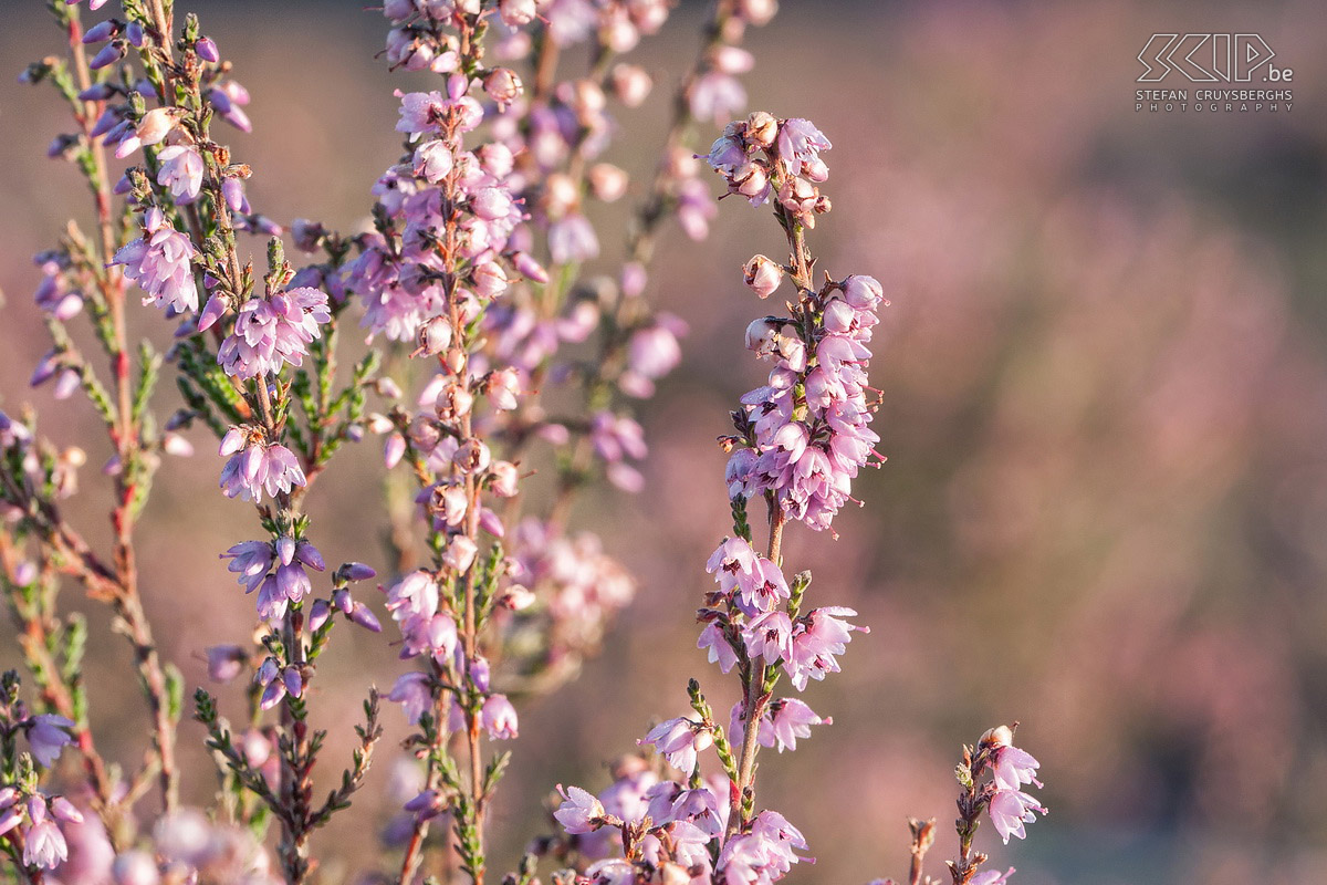 Flowering heathland From mid-August the heather blooms in our nature reserves in the Kempen (region in Flanders). I went to the Maasmechelse Heide in The Hoge Kempen National Park and two days I woke up early to photograph the sunrise and the rich colour of the purple flowering heathland in my hometown Lommel. Stefan Cruysberghs